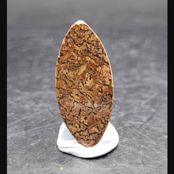 HUGE DEAL Utah Gembone (Dino Bone) Cab Lot of 3- 50.5CTS - Picture 4 of 11